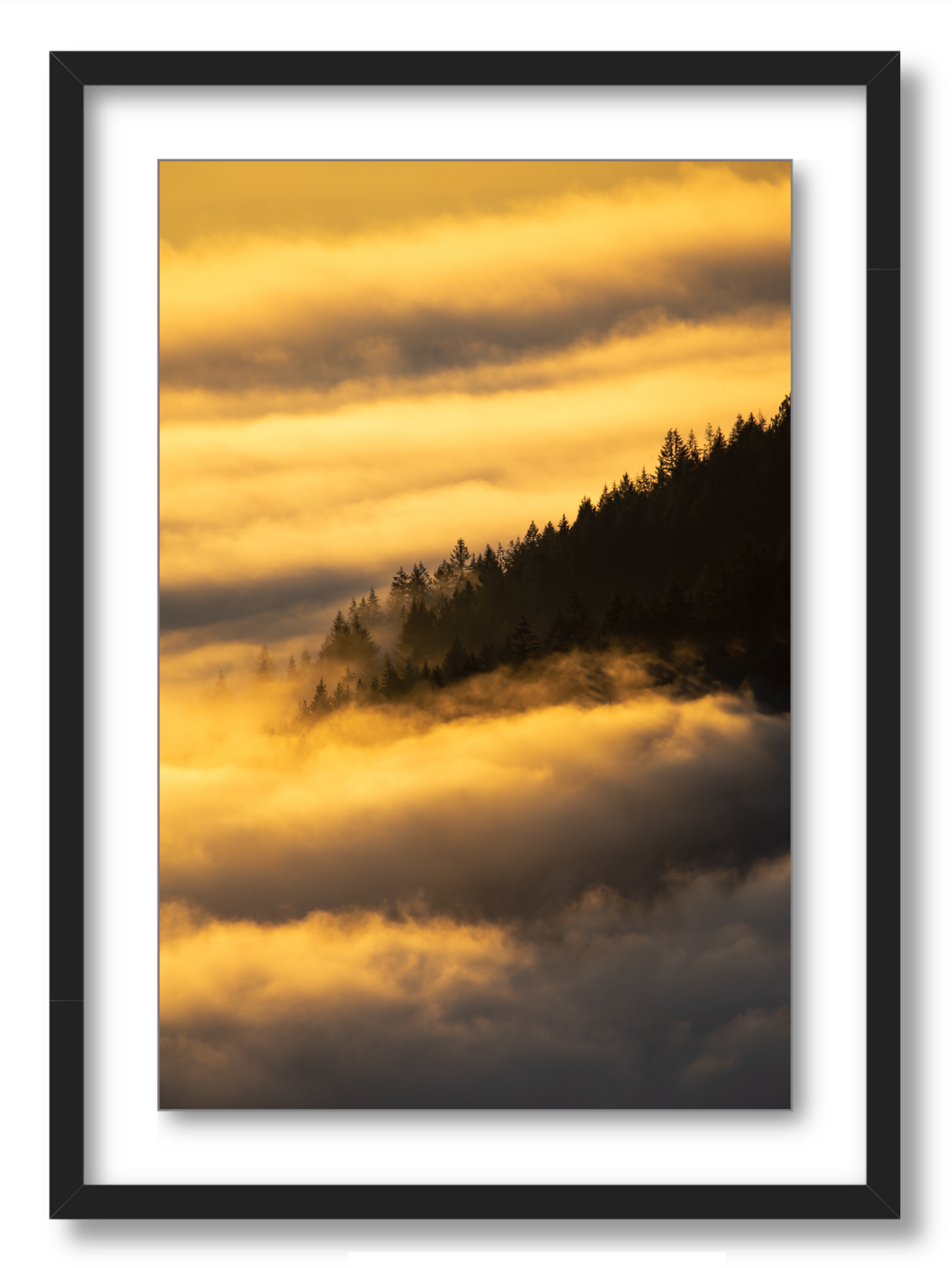 - Above the Fog -