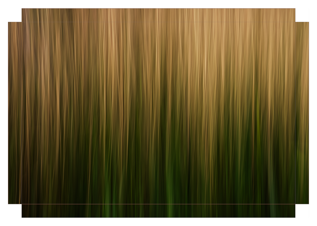 Streaks of Grass