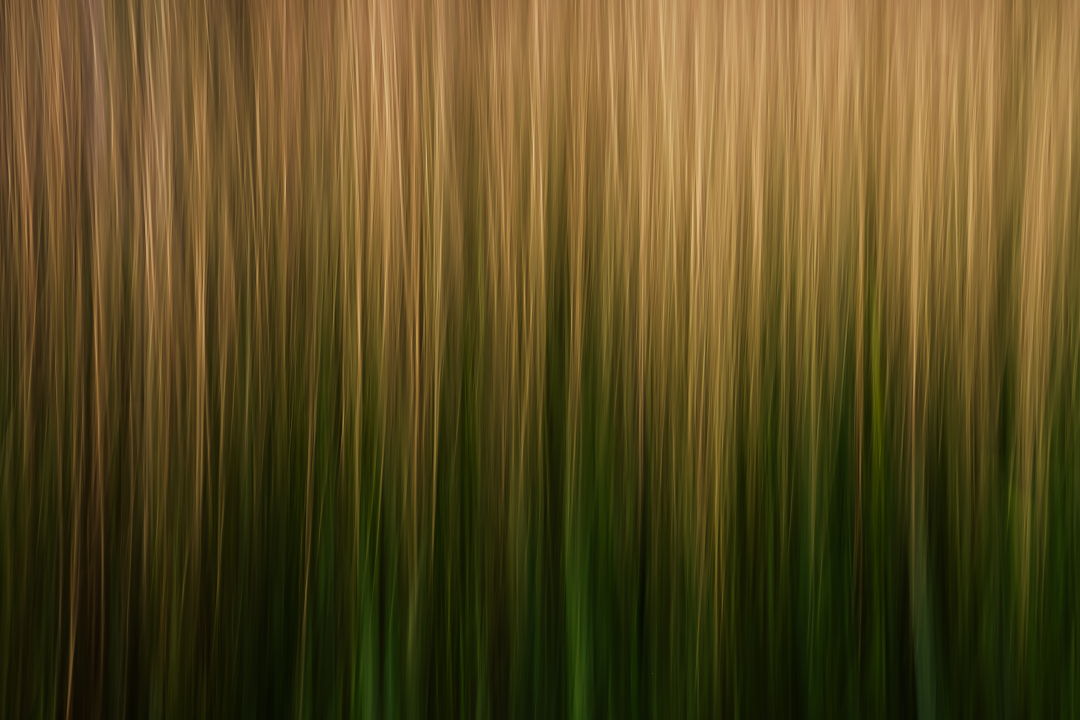 Streaks of Grass