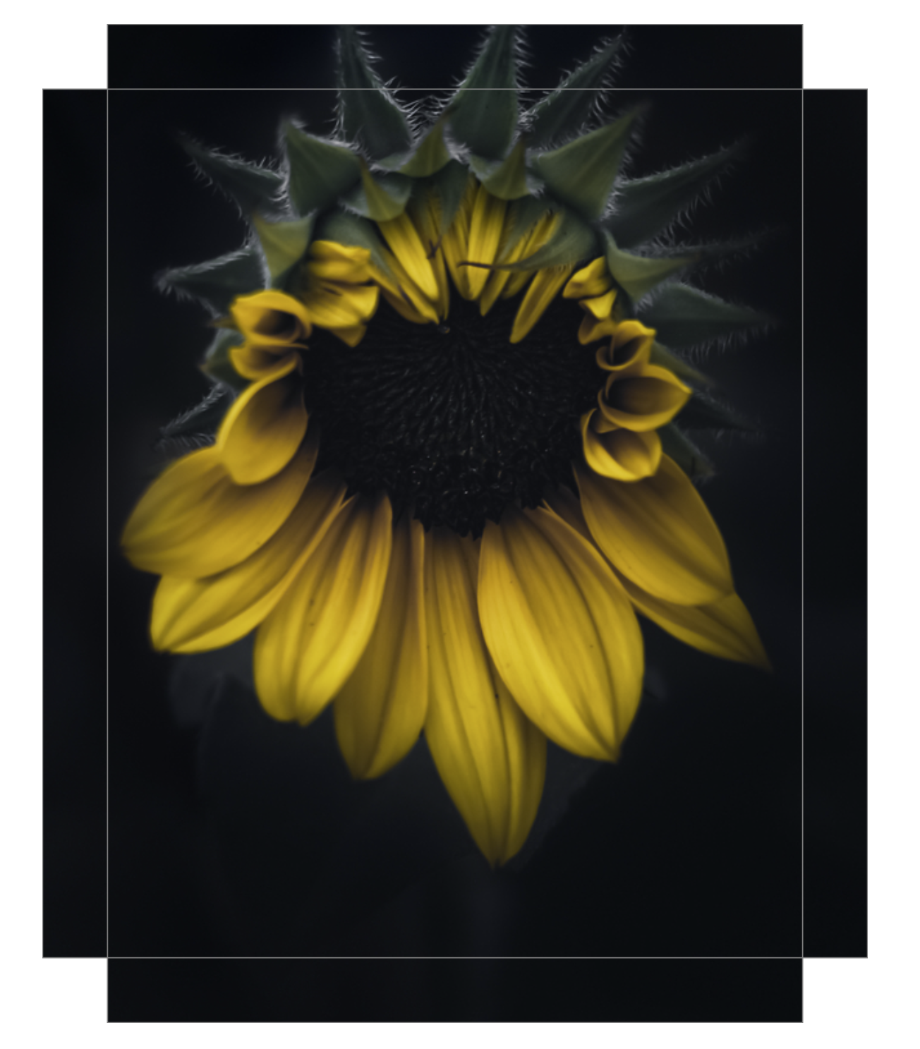 Dark Days of Summer