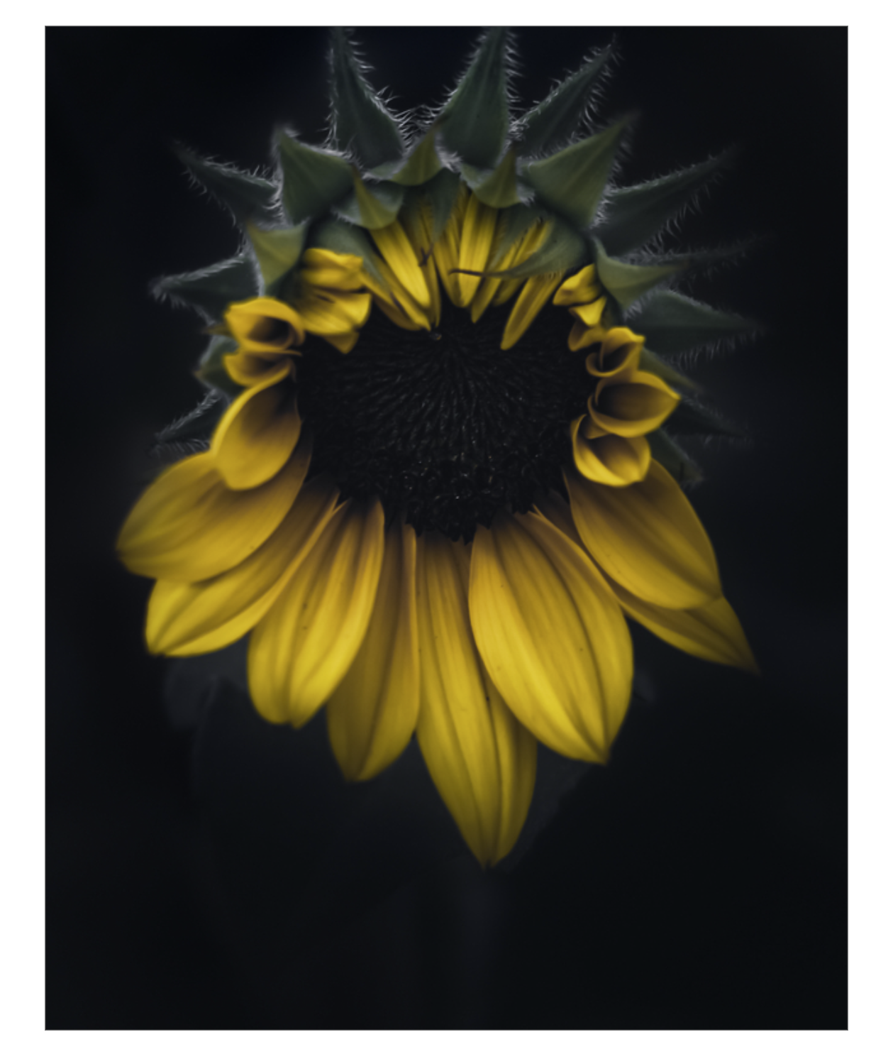 Dark Days of Summer