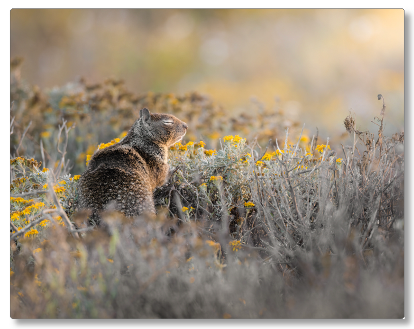'Ground Squirrel'