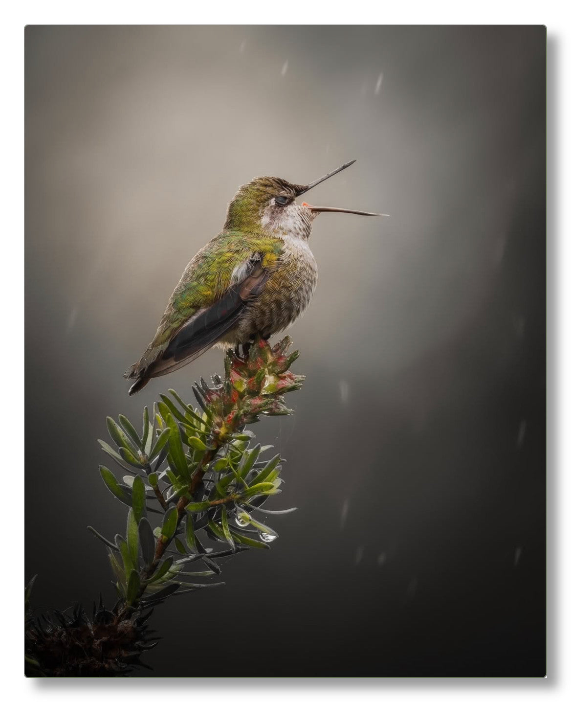 "Catching Drops"