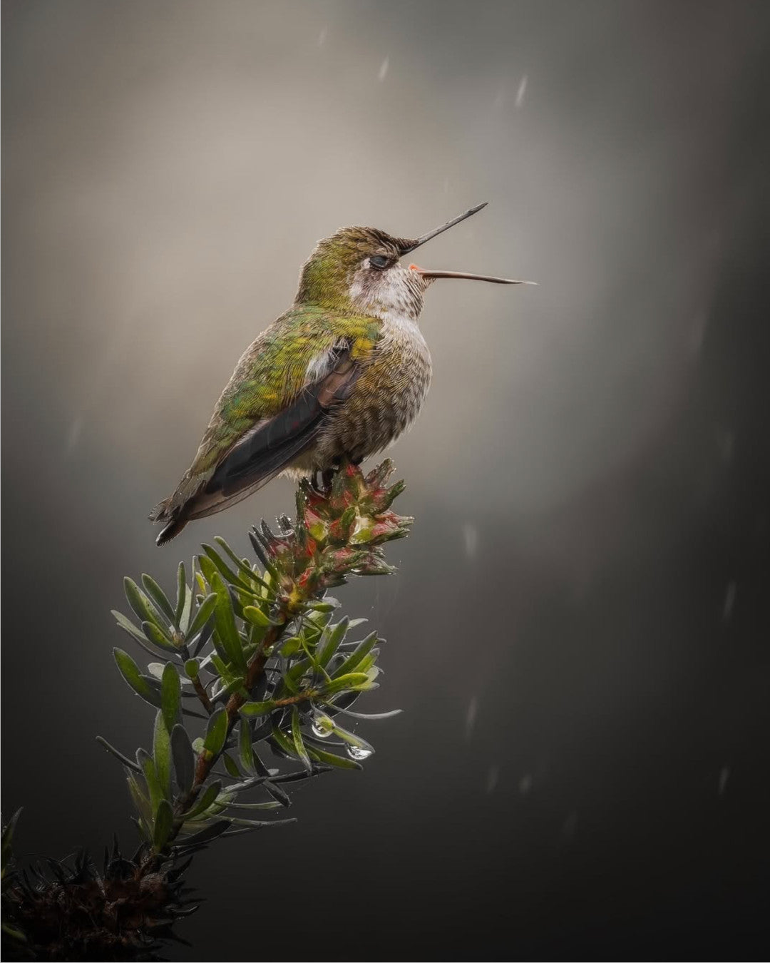 "Catching Drops"
