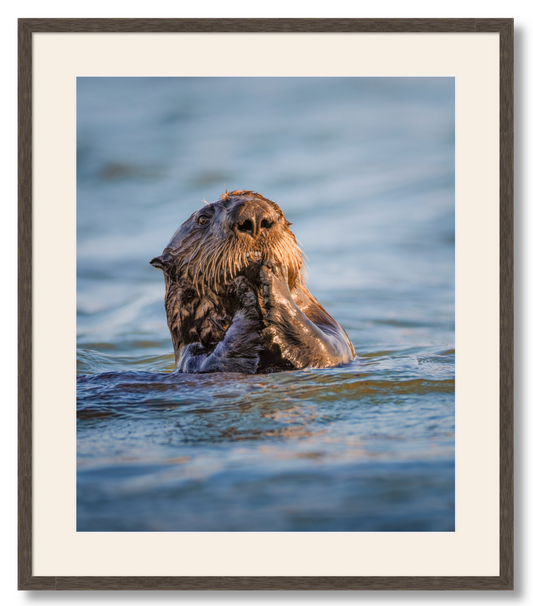 'Elkhorn Slough Sea Otter'