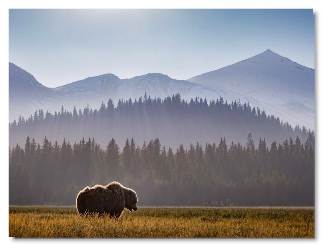 "Evening Graze"