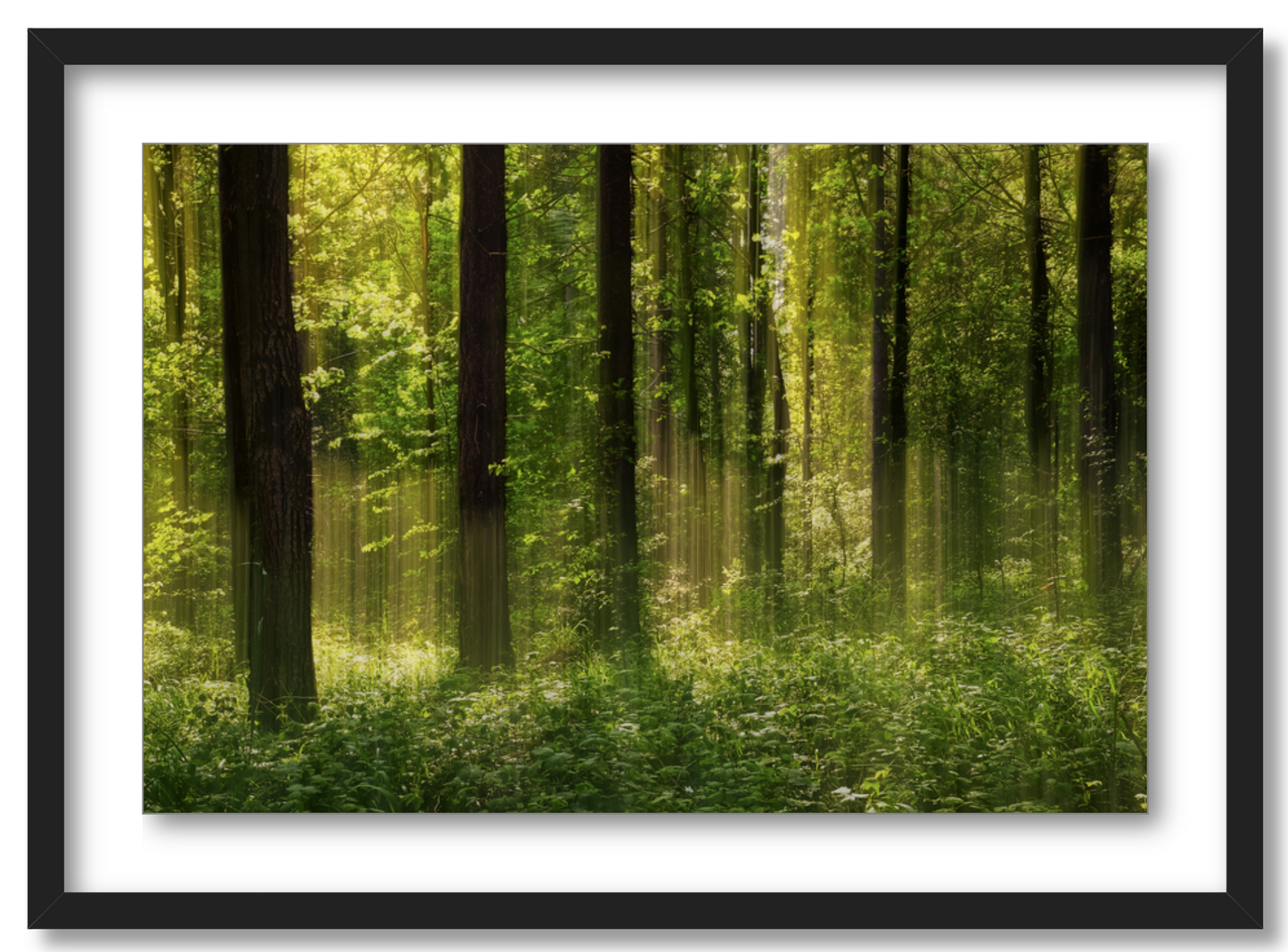 Forest Glow