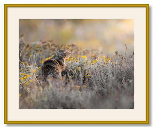 'Ground Squirrel'