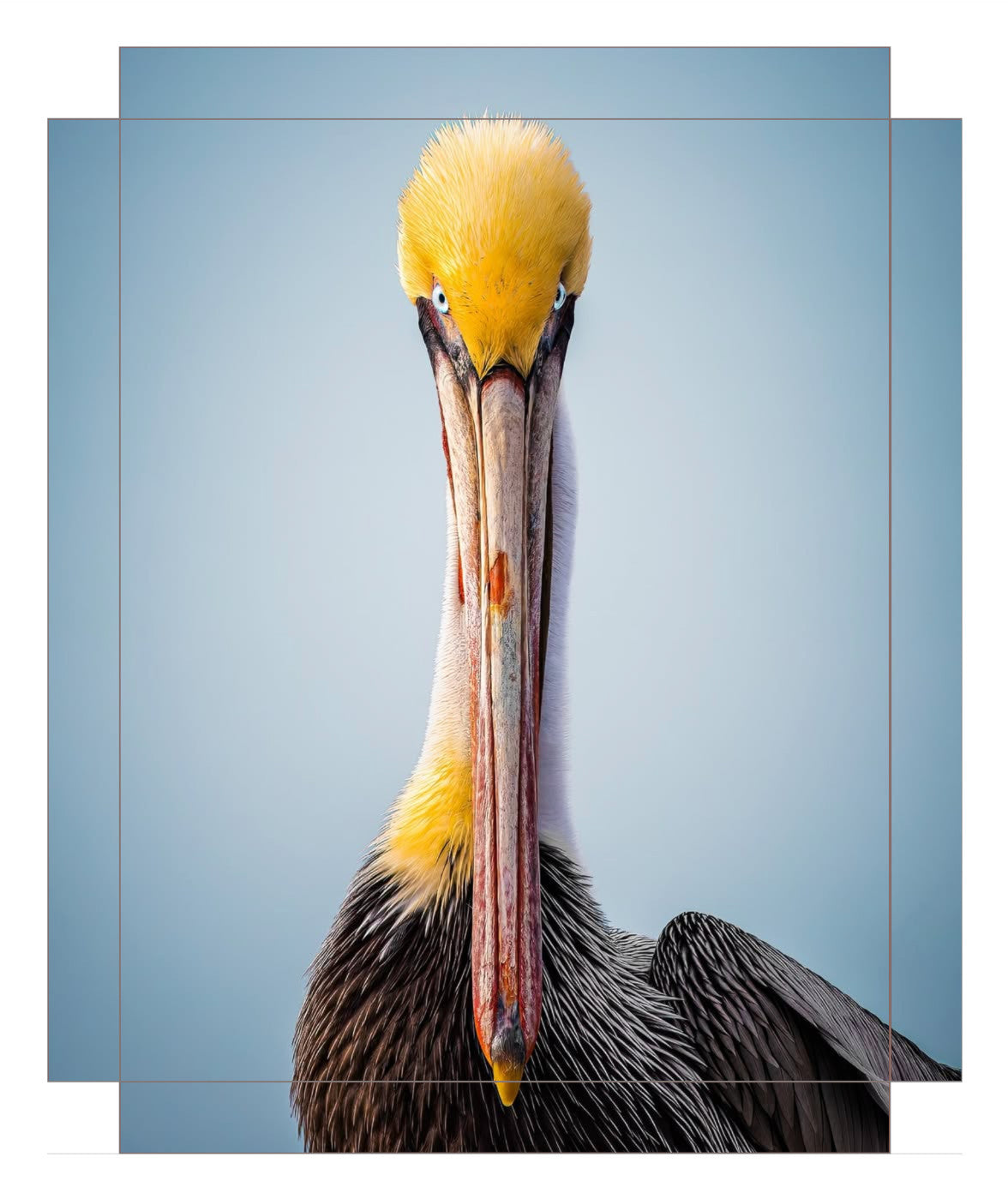 "Intense Pelican"