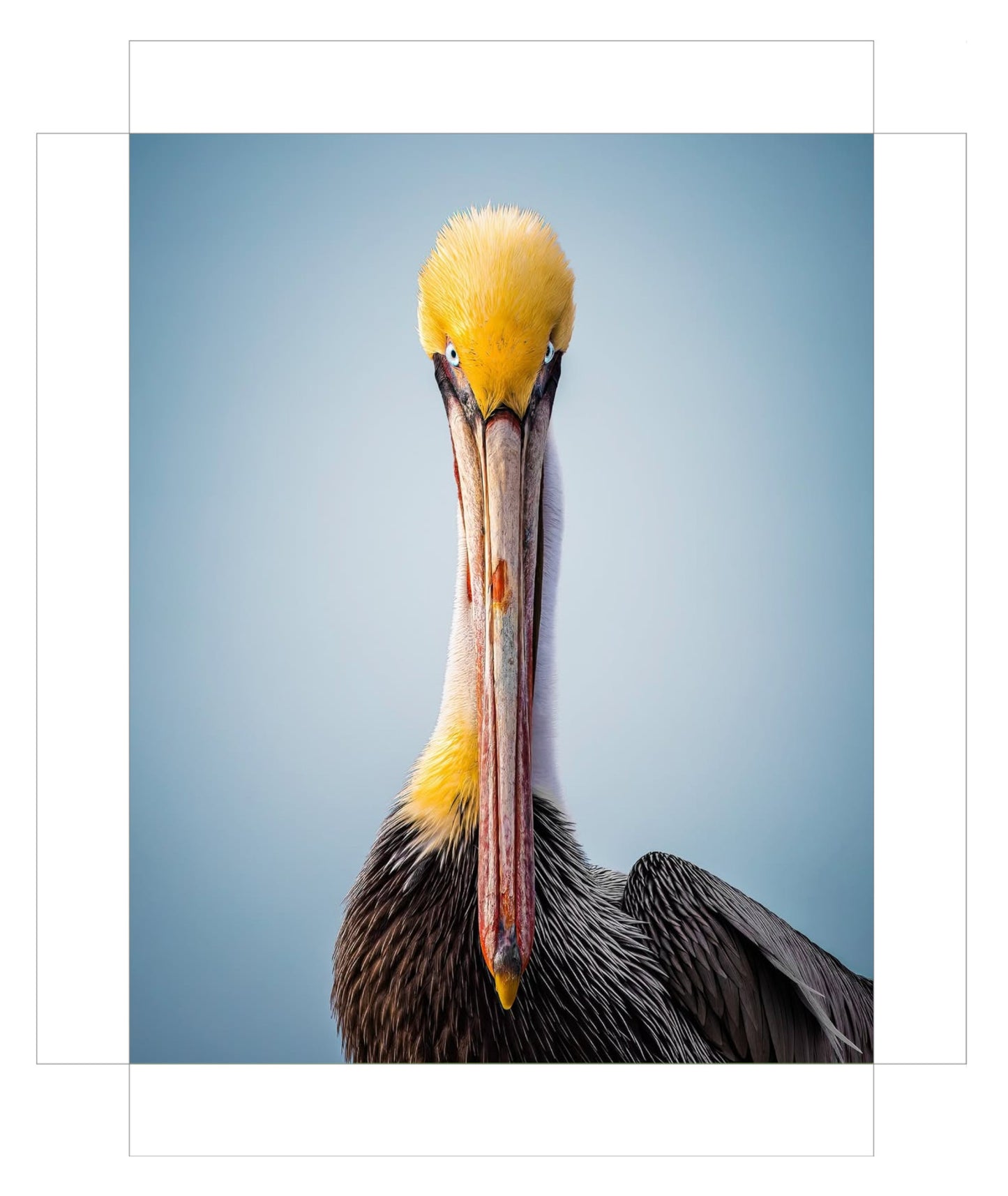 "Intense Pelican"