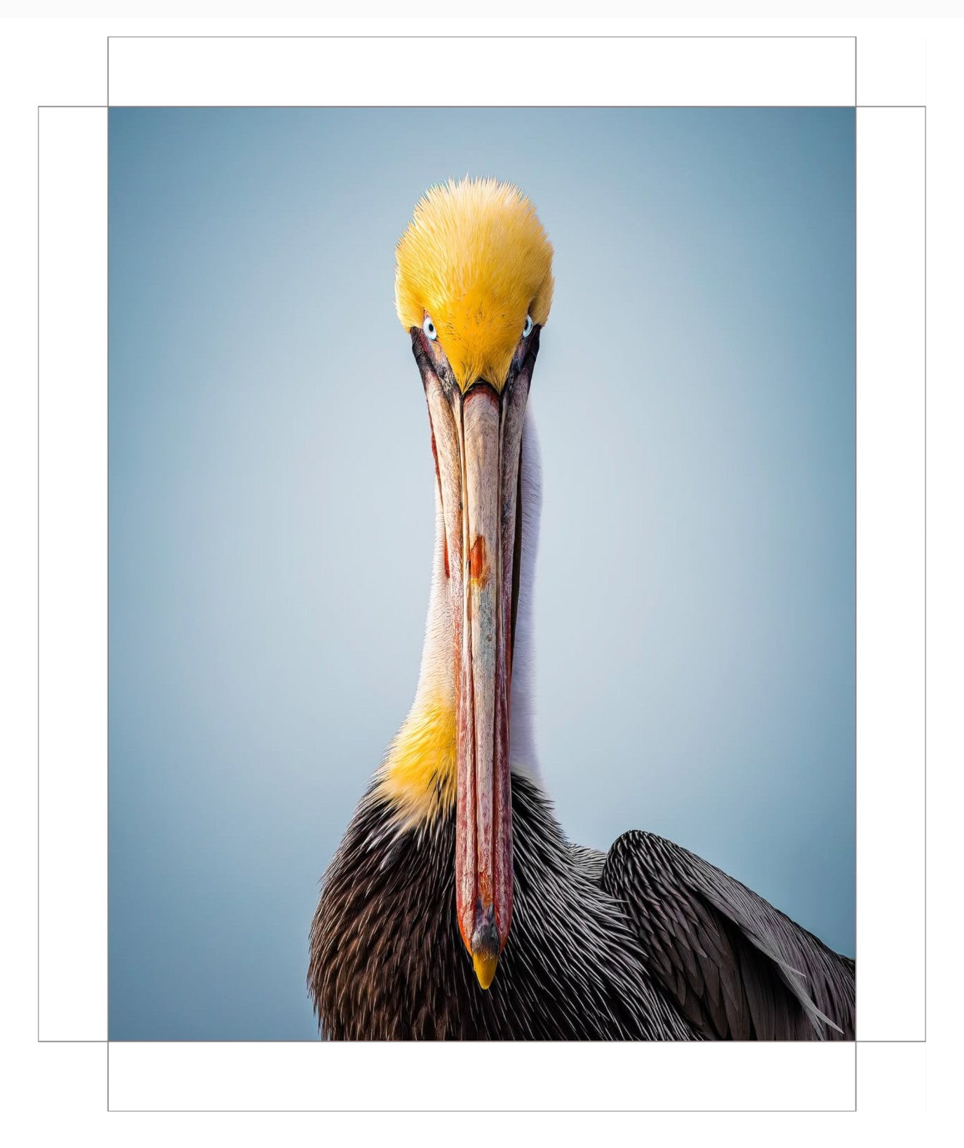 "Intense Pelican"
