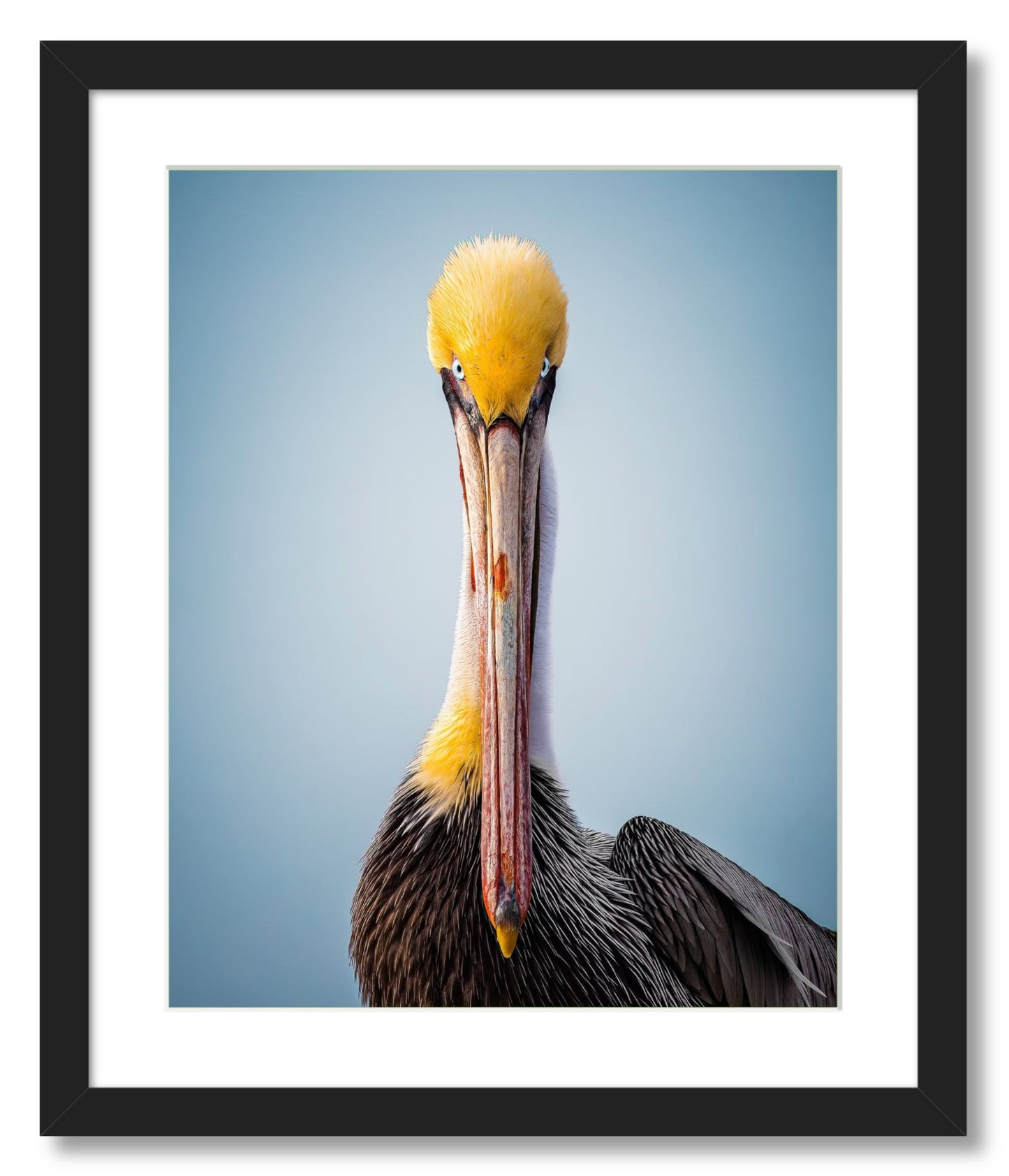 "Intense Pelican"