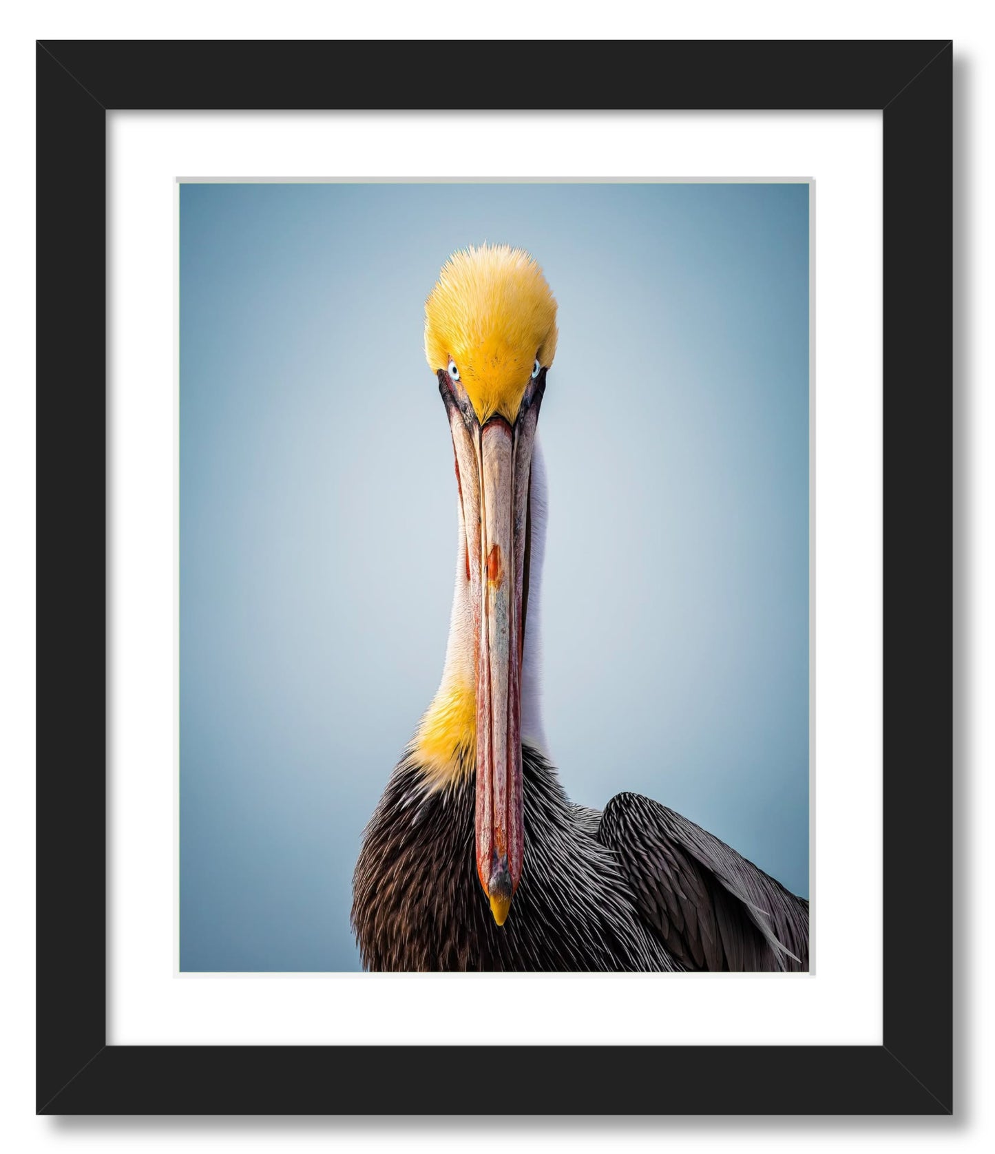 "Intense Pelican"