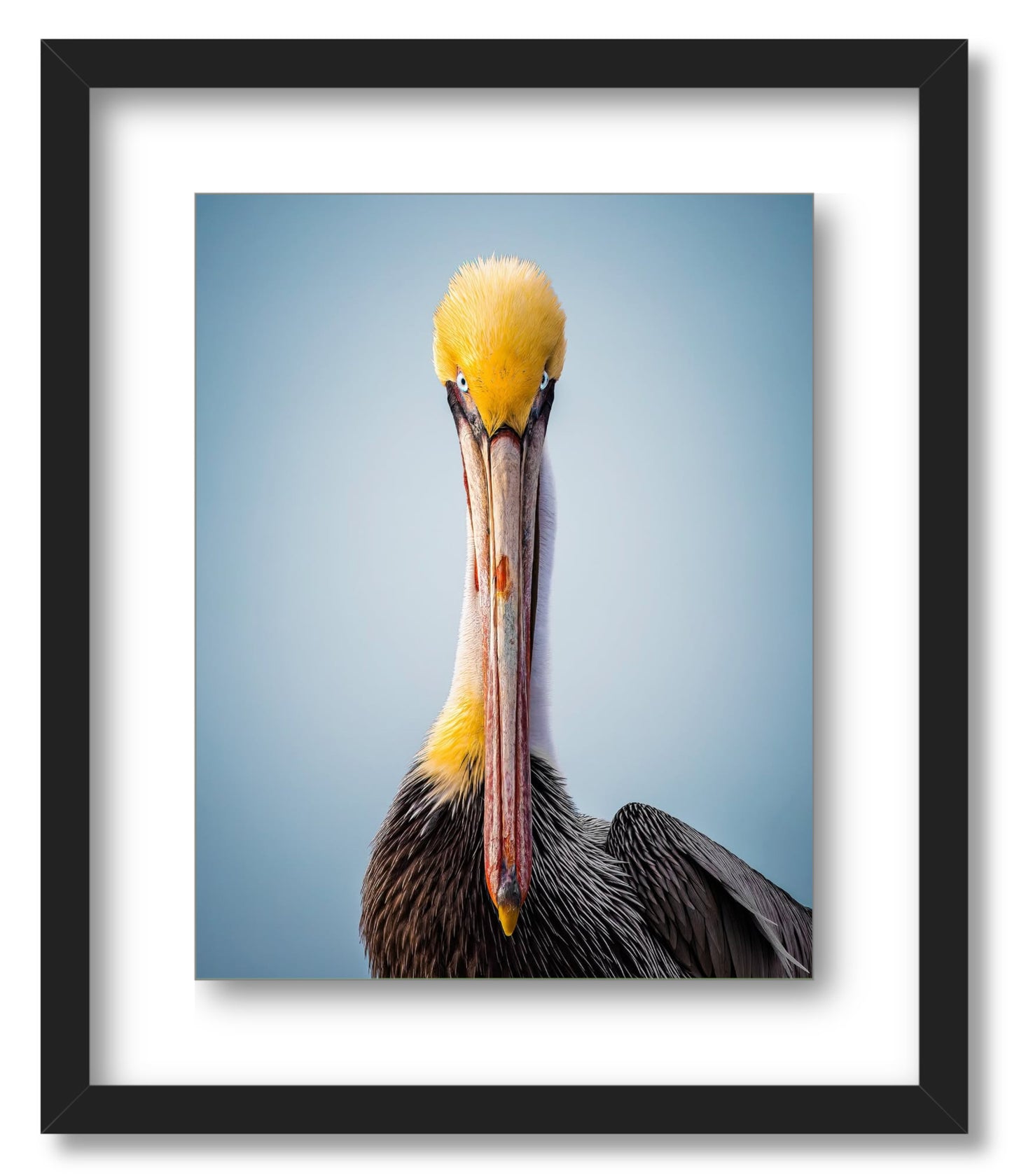 "Intense Pelican"