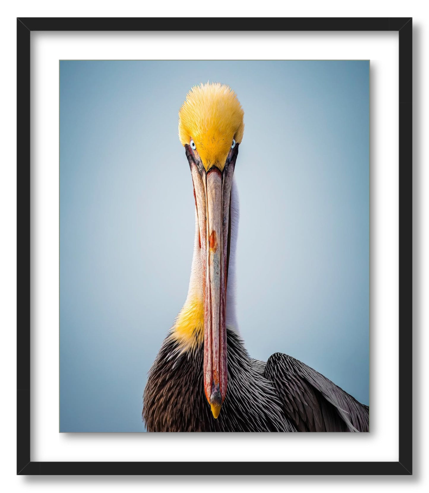"Intense Pelican"