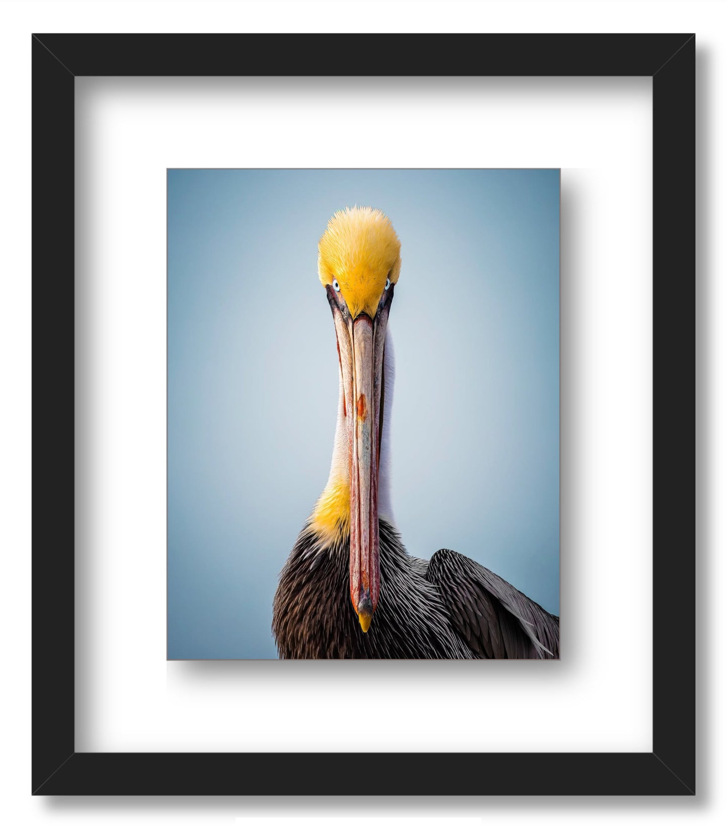"Intense Pelican"