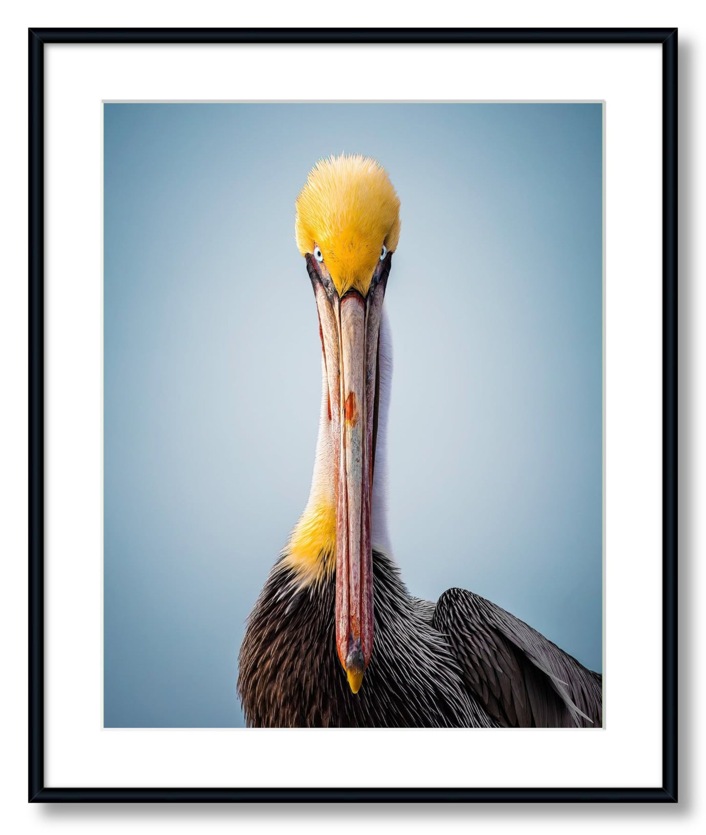 "Intense Pelican"