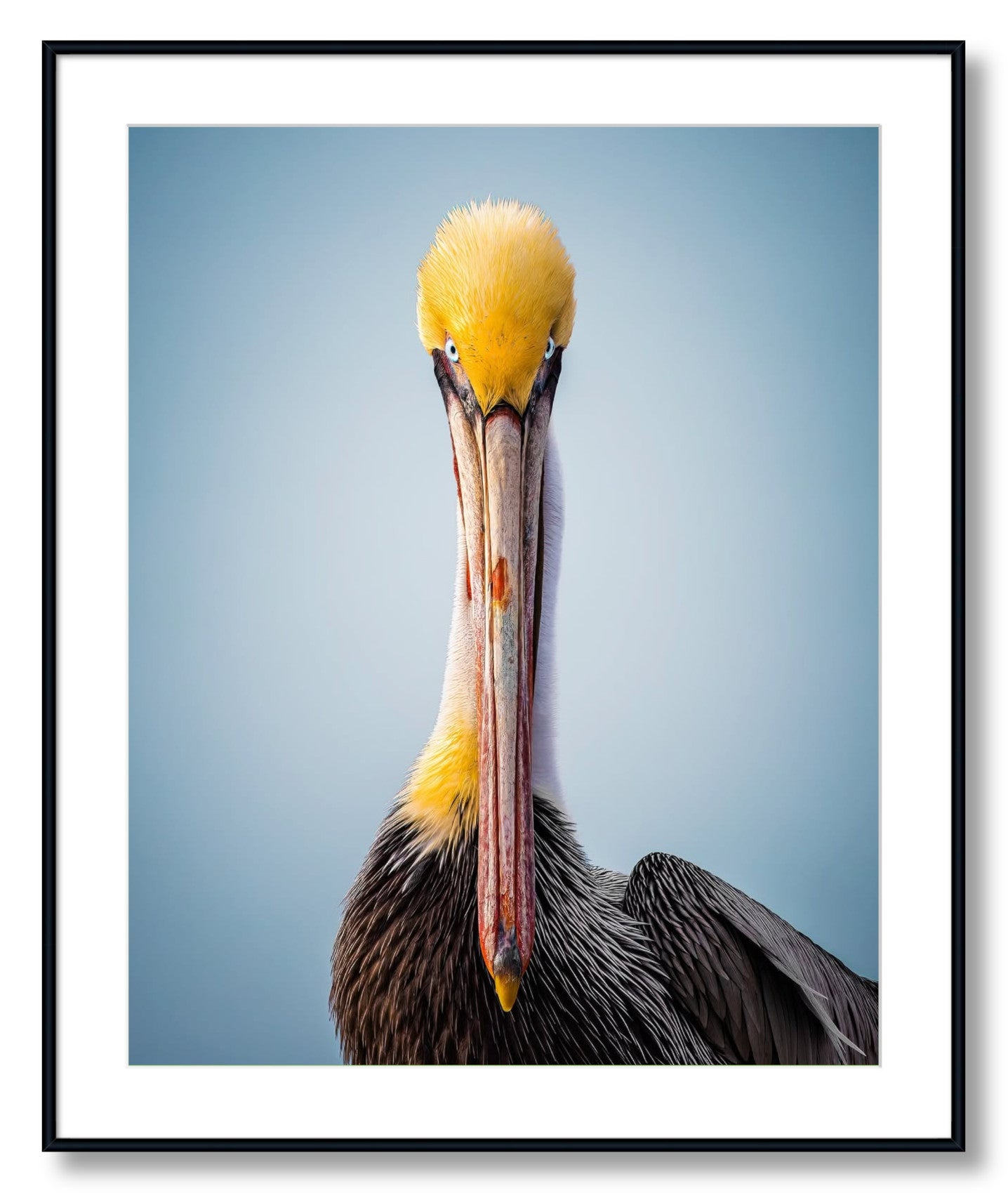 "Intense Pelican"