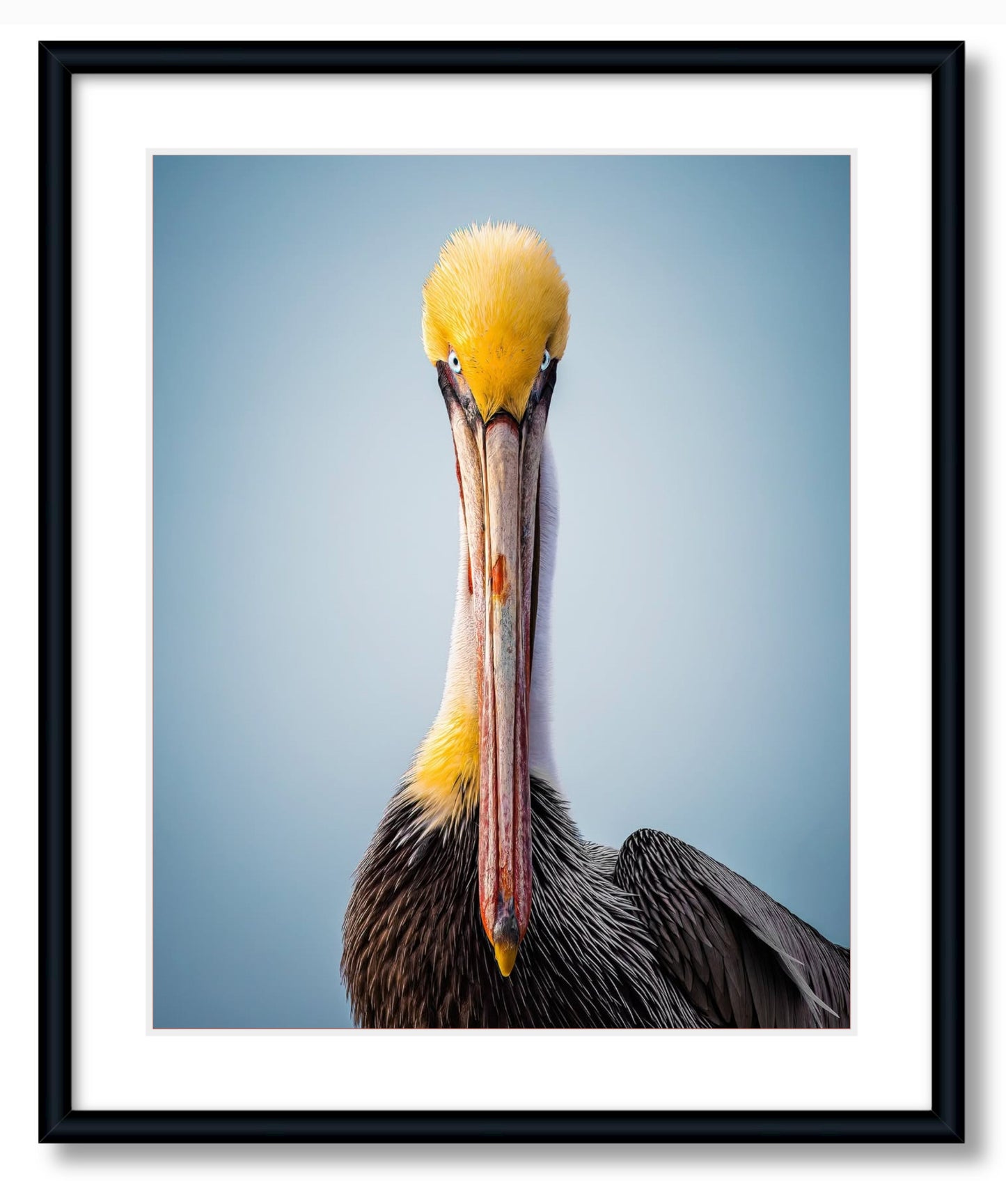 "Intense Pelican"
