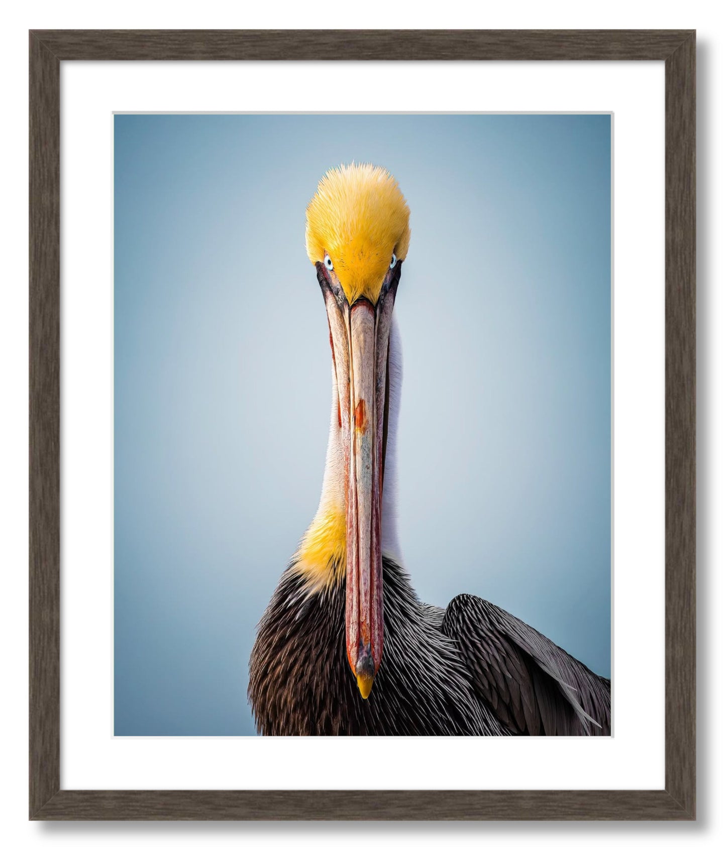 "Intense Pelican"