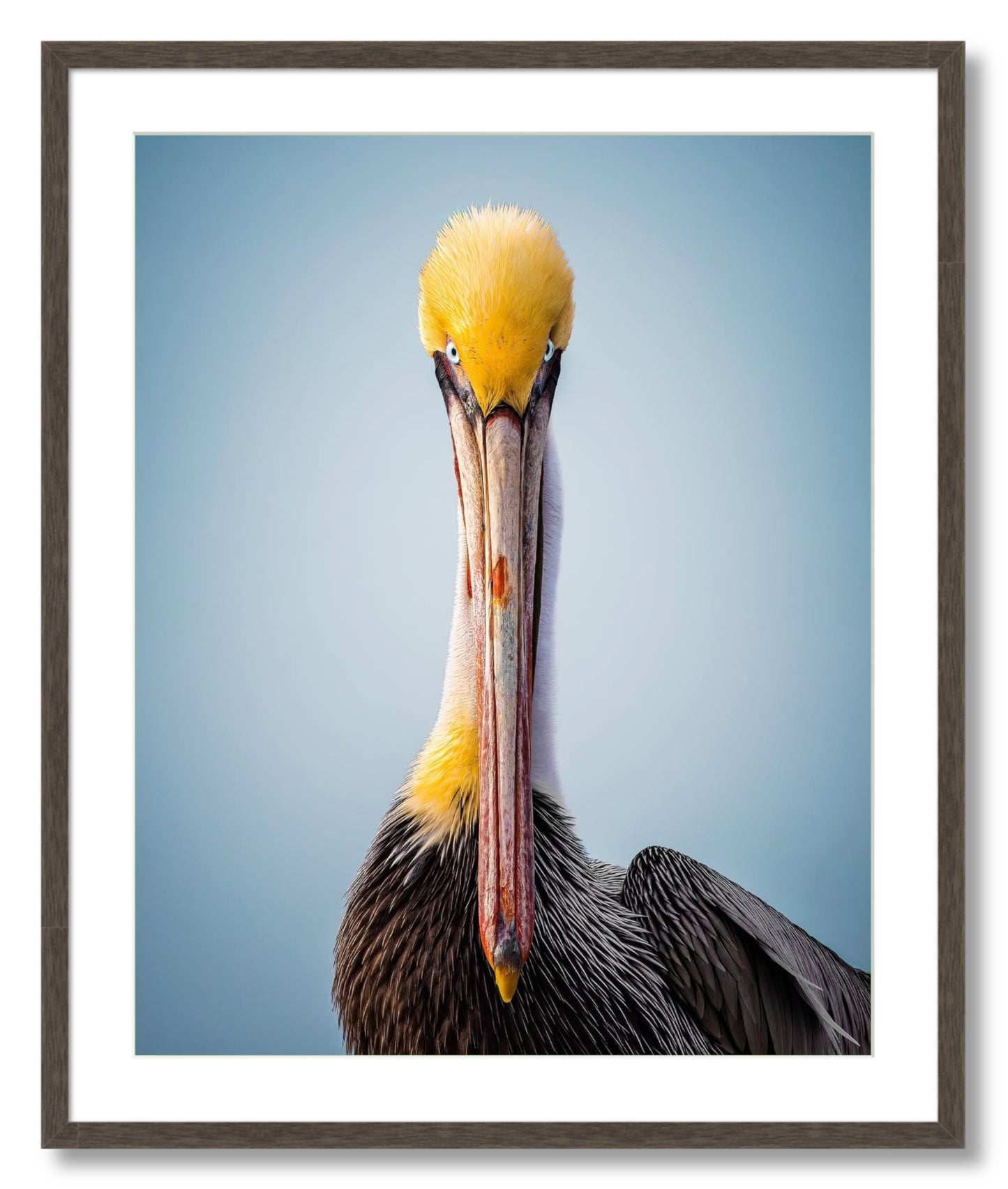 "Intense Pelican"
