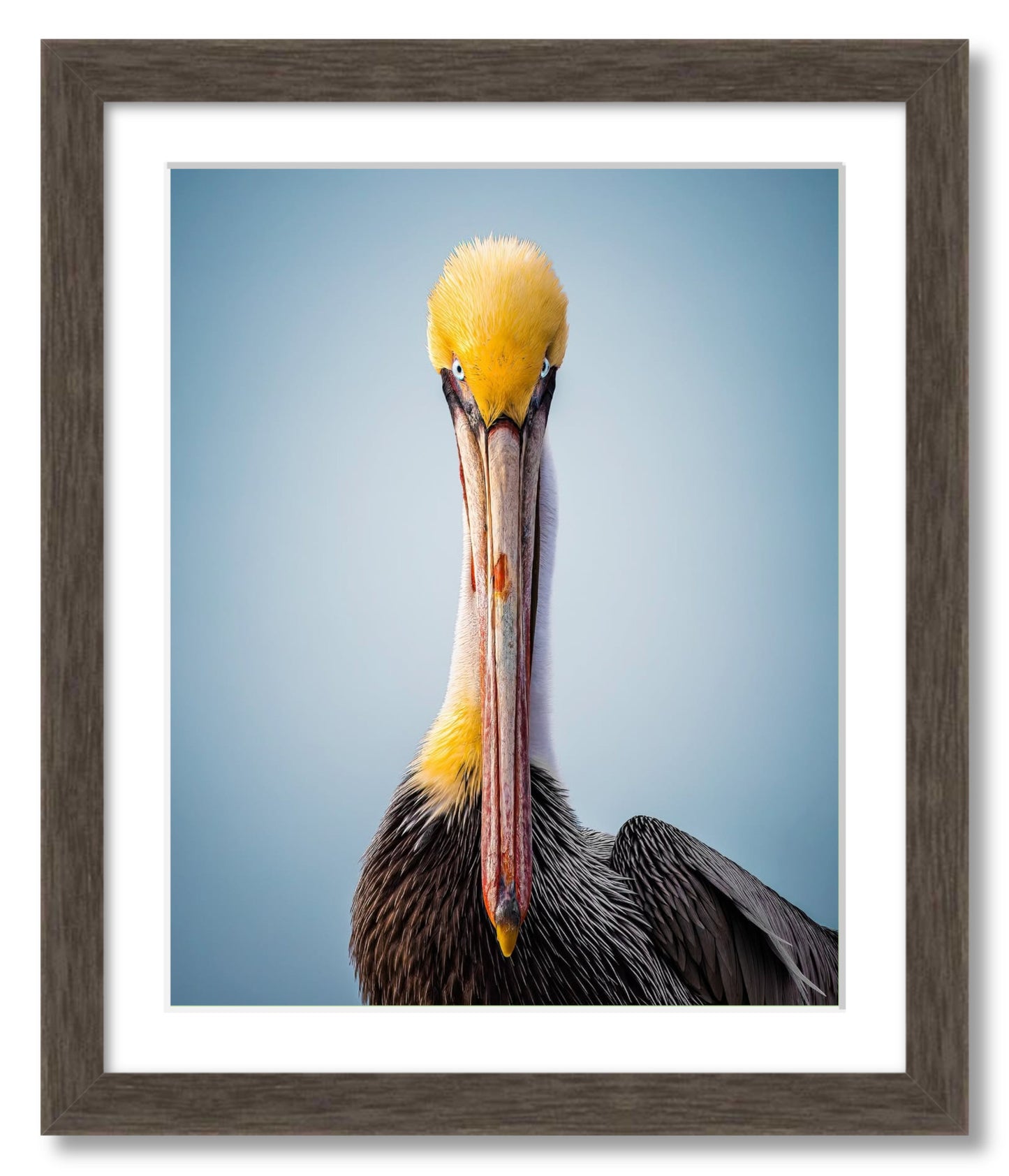 "Intense Pelican"