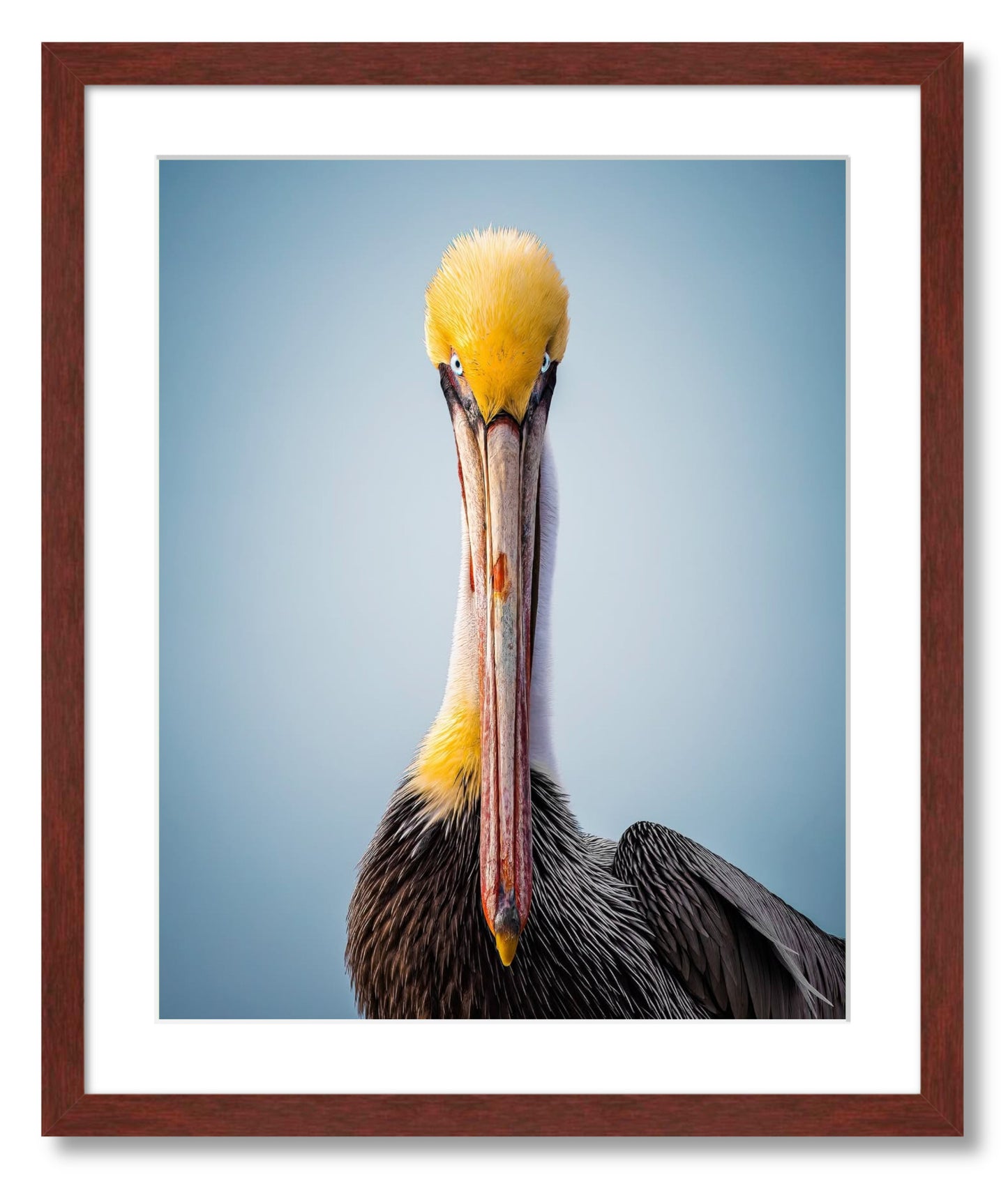 "Intense Pelican"