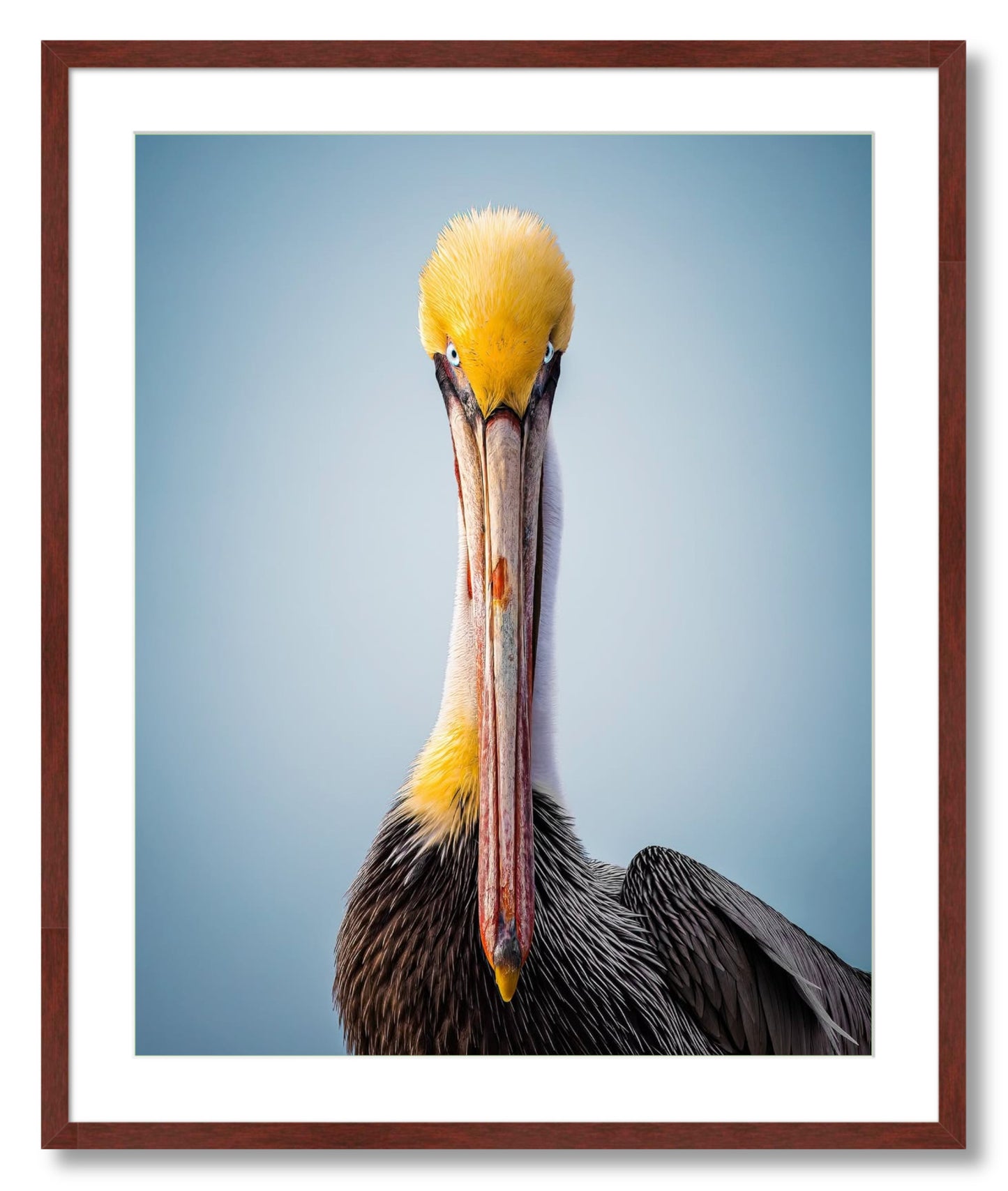"Intense Pelican"