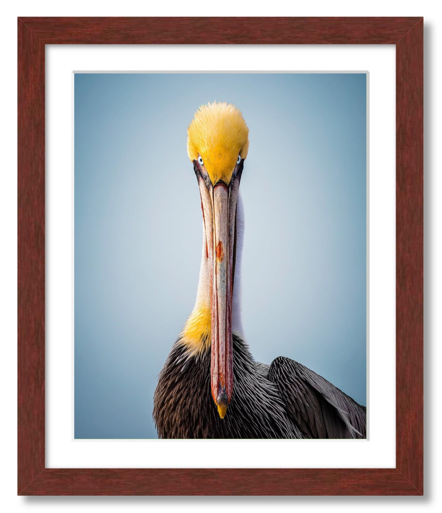 "Intense Pelican"