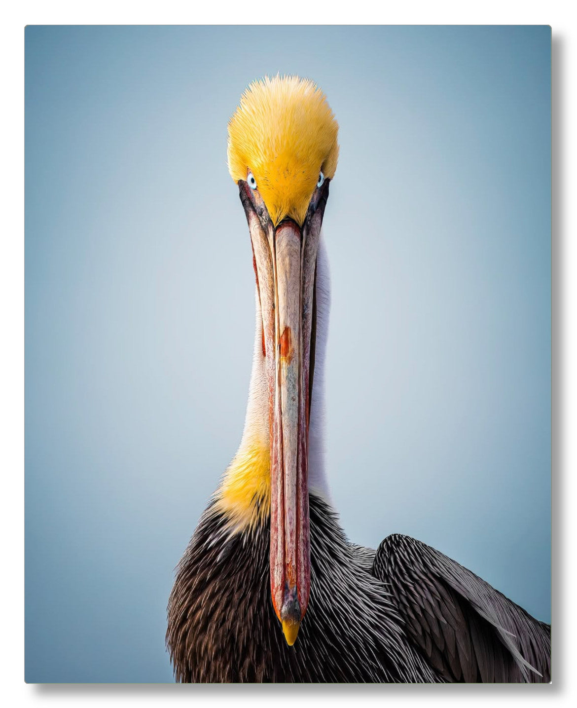 "Intense Pelican"