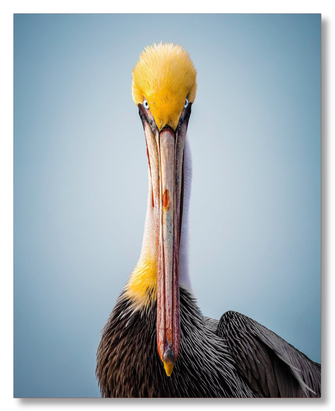 "Intense Pelican"