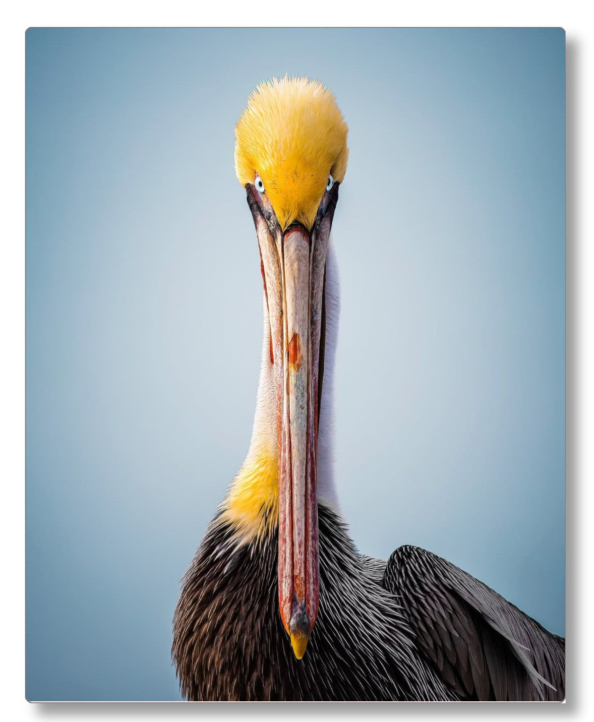 "Intense Pelican"