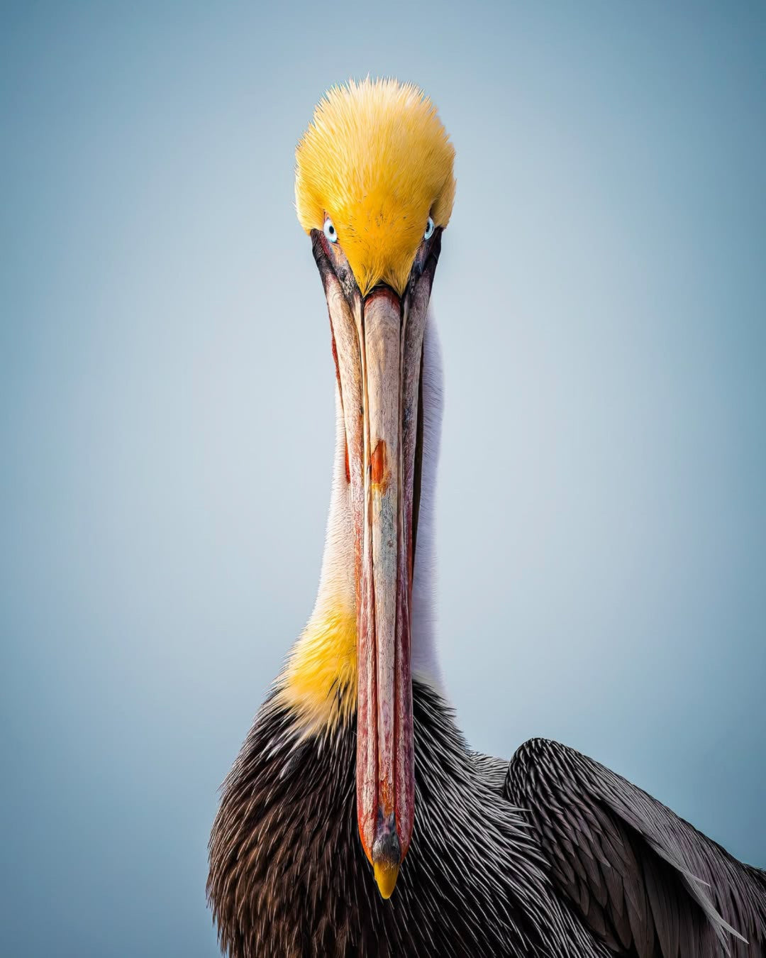 "Intense Pelican"