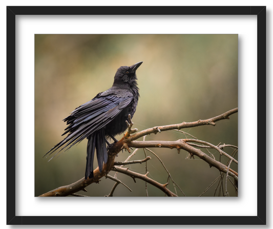 'Perched Crow'