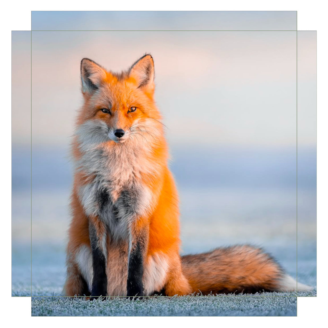 "Regal"