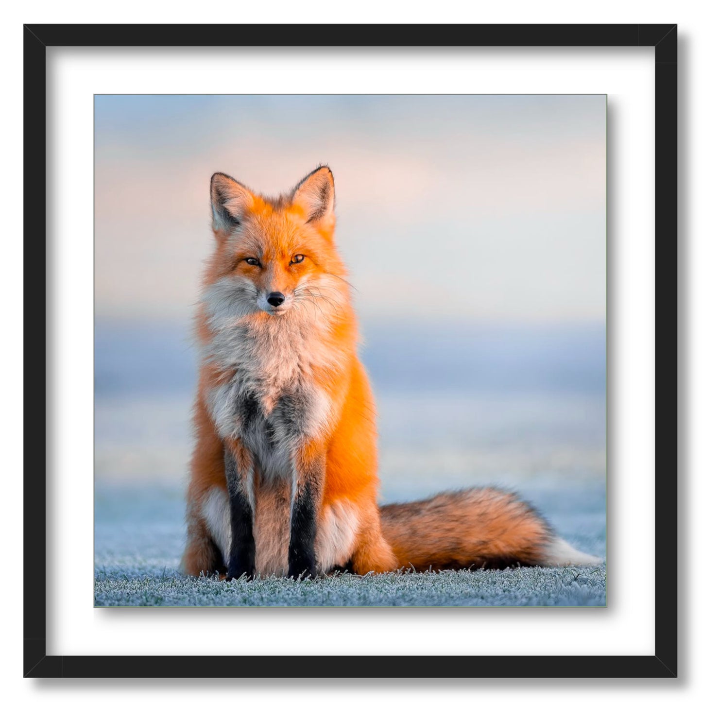 "Regal"