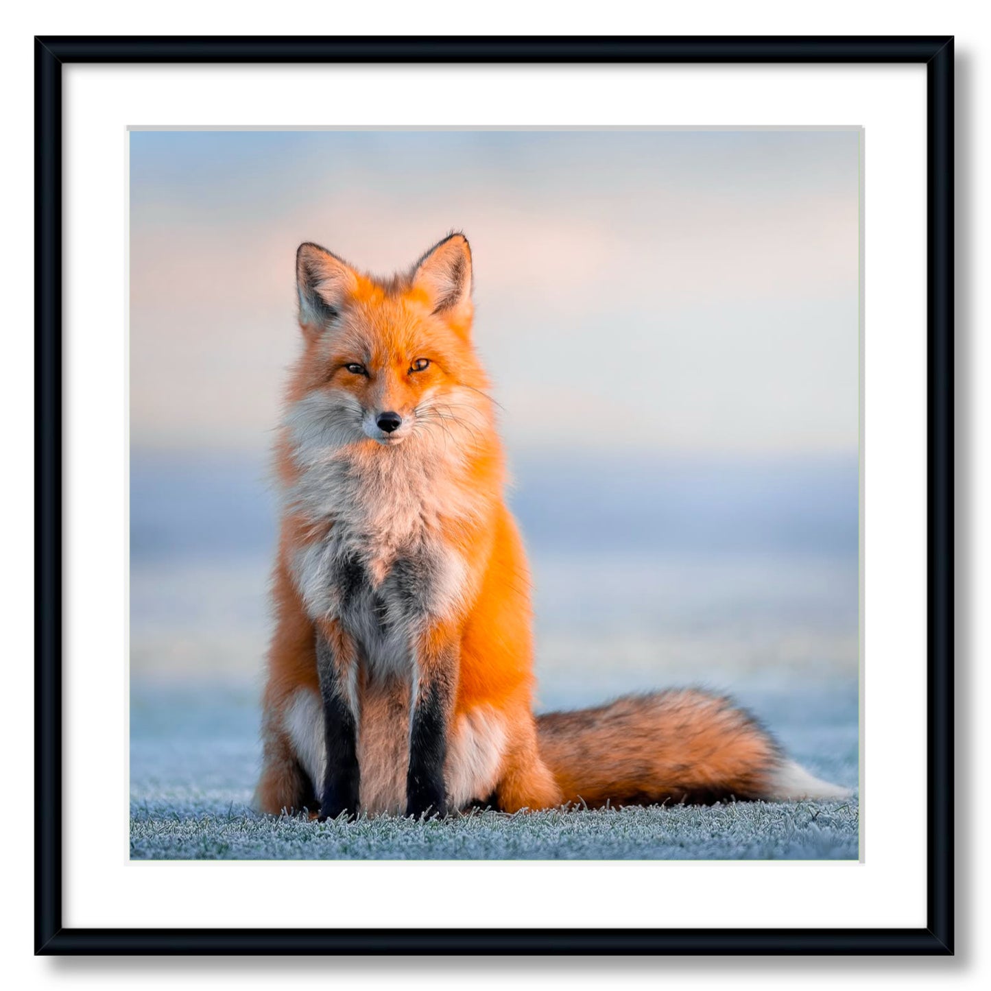 "Regal"