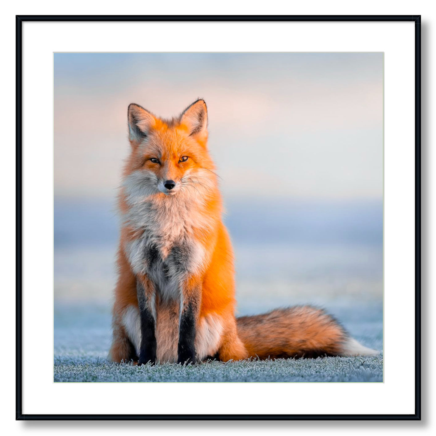"Regal"