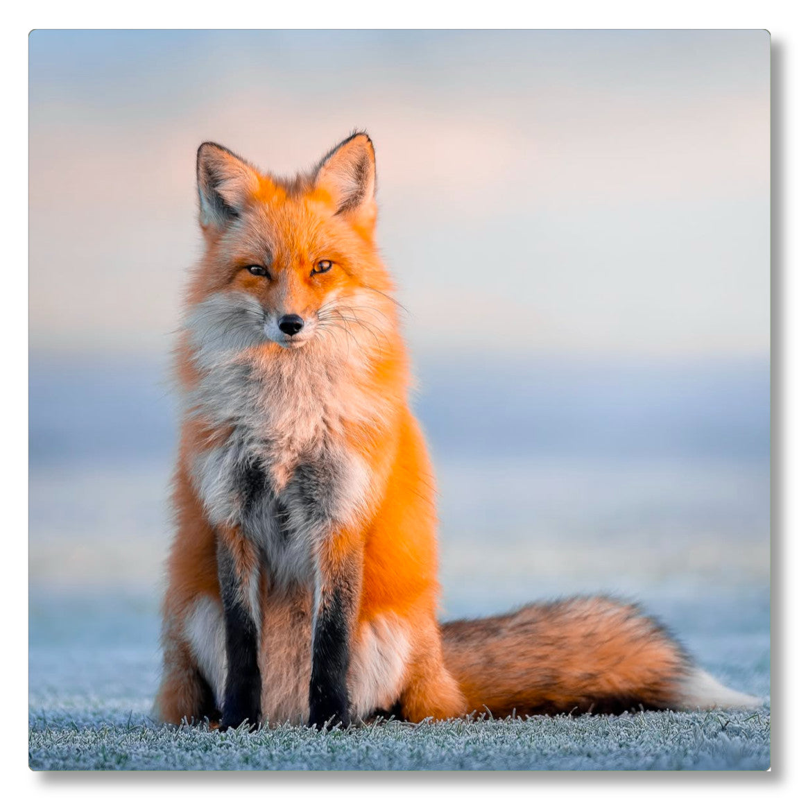 "Regal"