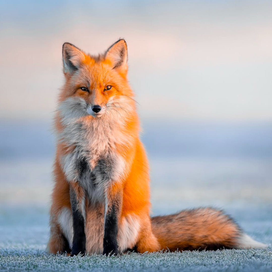 "Regal"