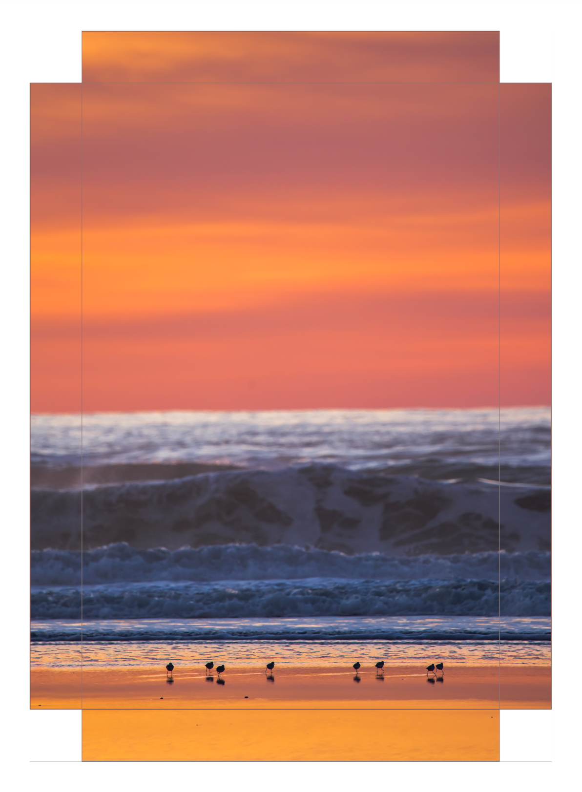 Shorebirds at Sunset