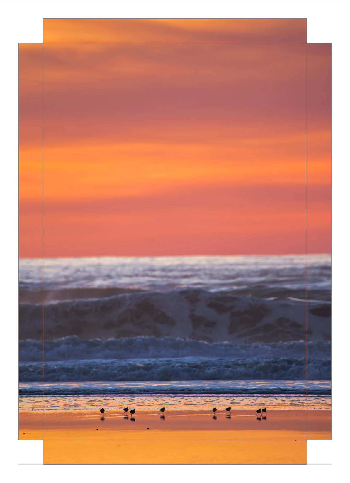 Shorebirds at Sunset