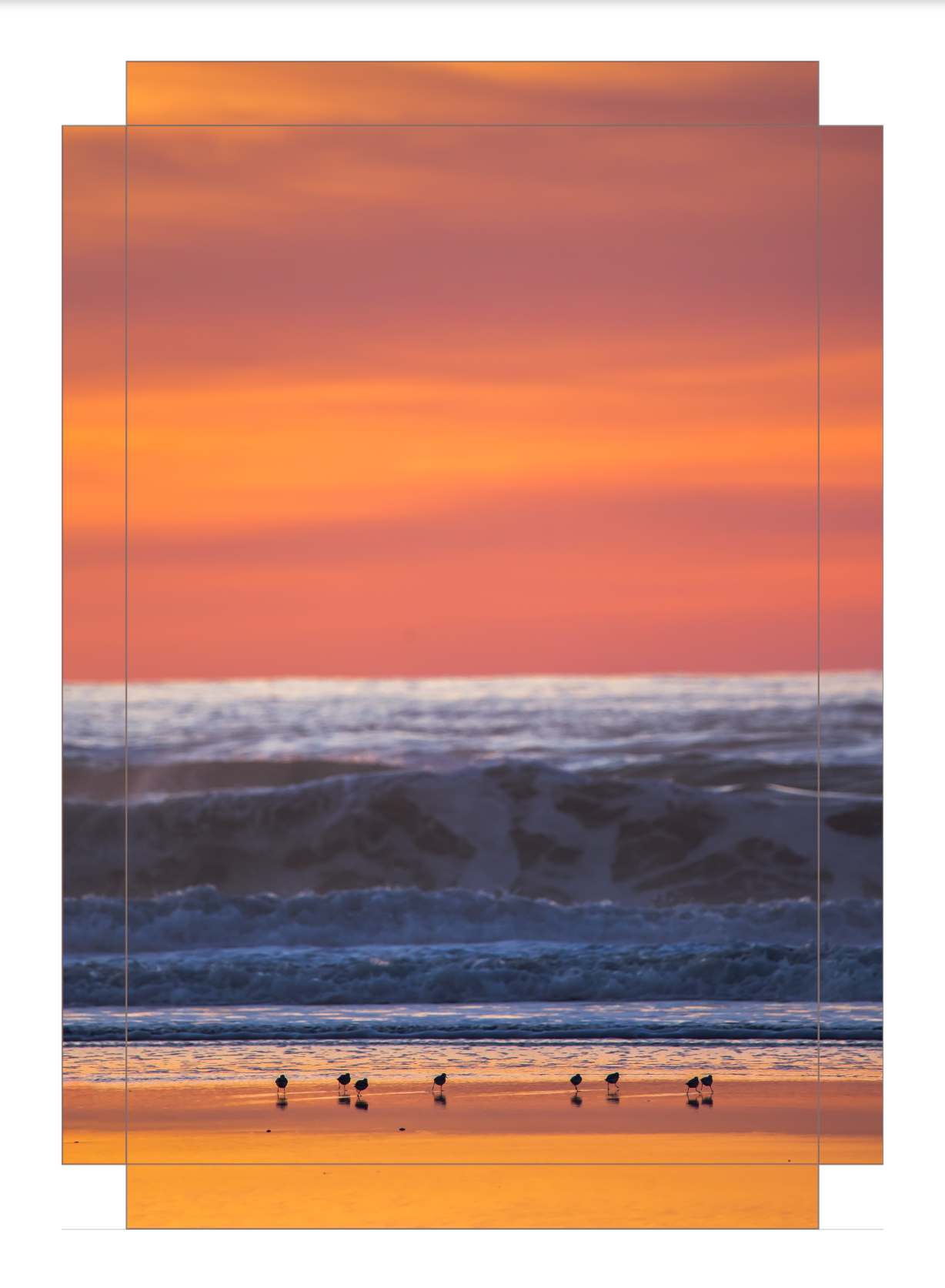 Shorebirds at Sunset