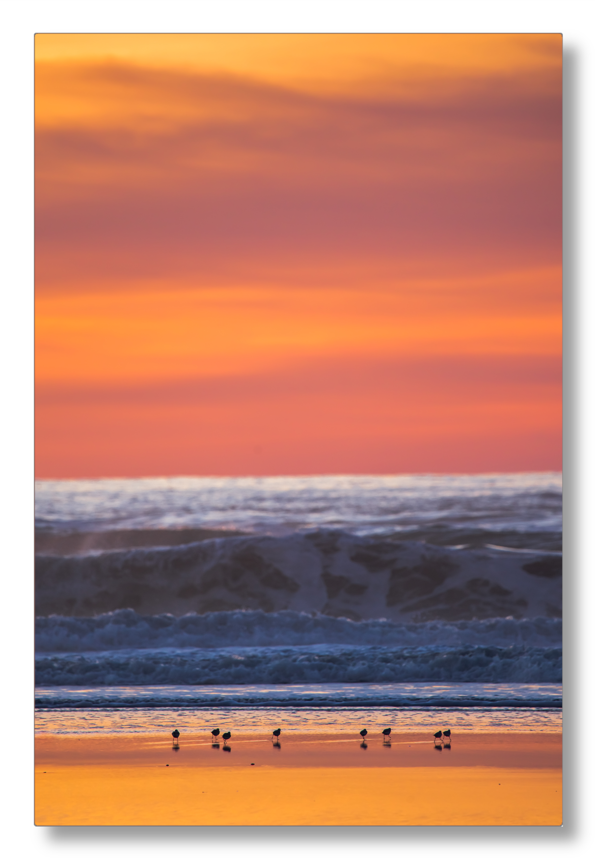 Shorebirds at Sunset