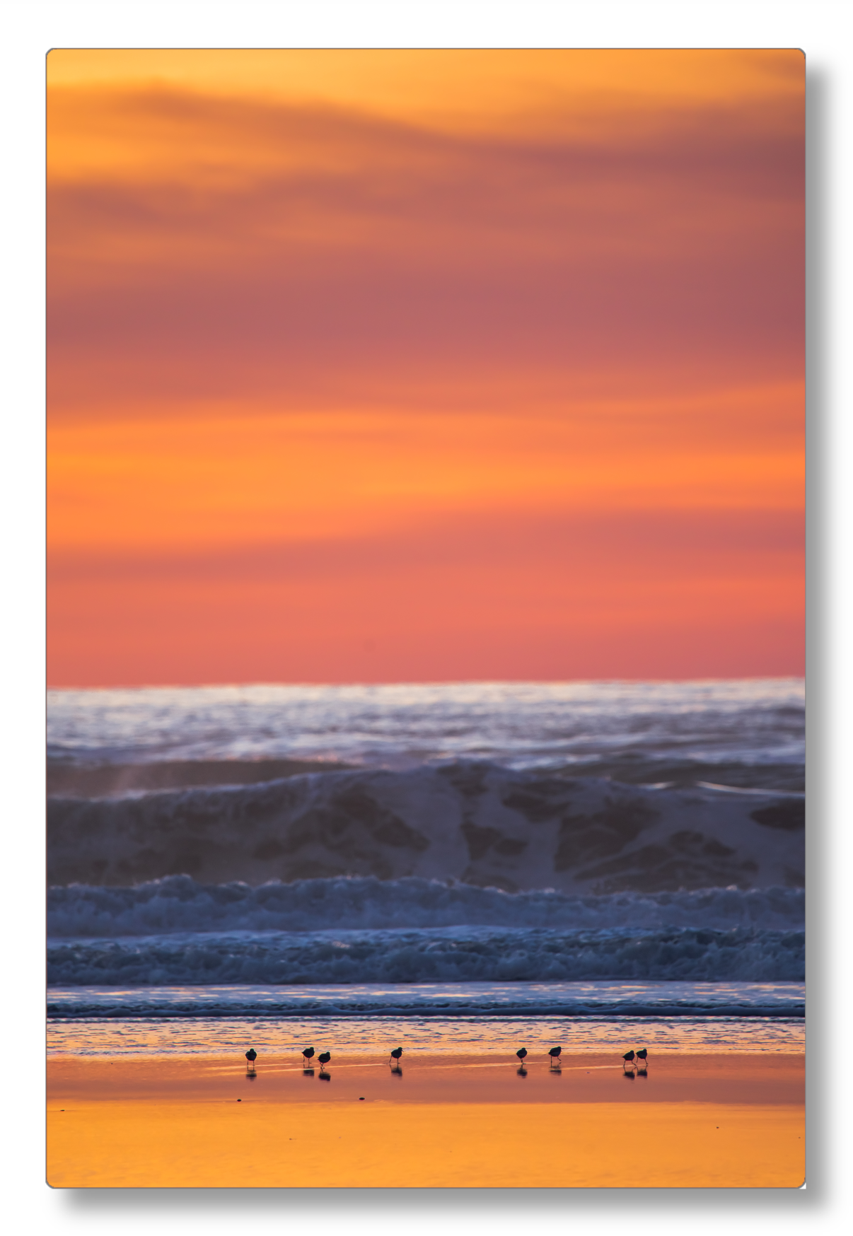 Shorebirds at Sunset