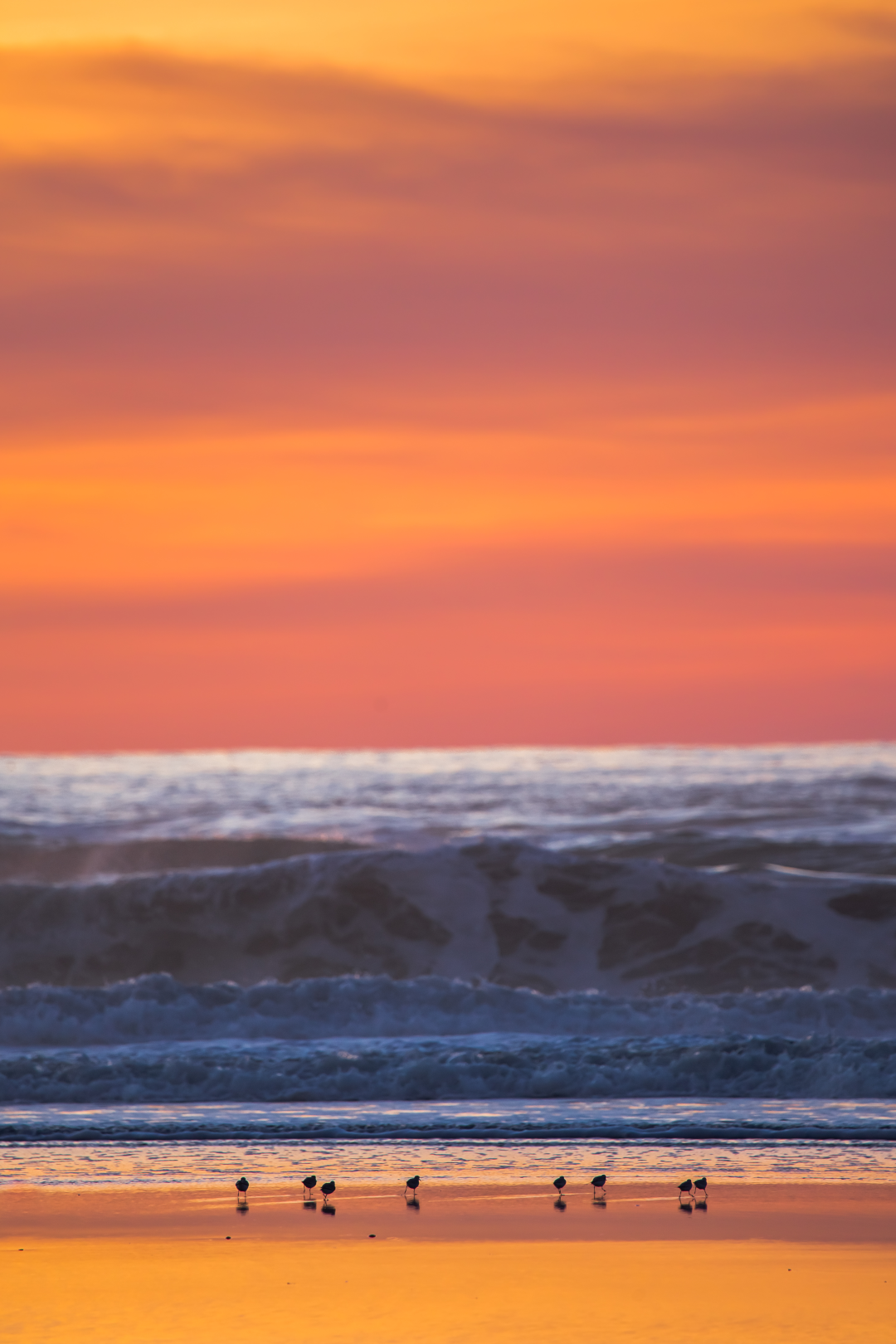 Shorebirds at Sunset