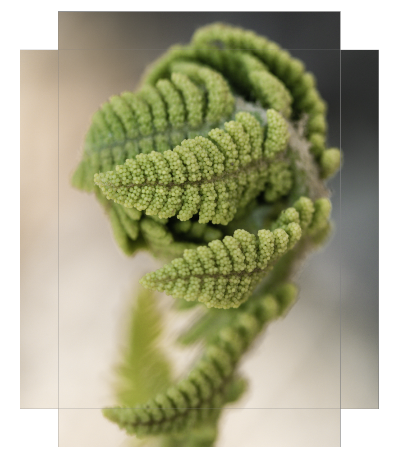 Budding Fern