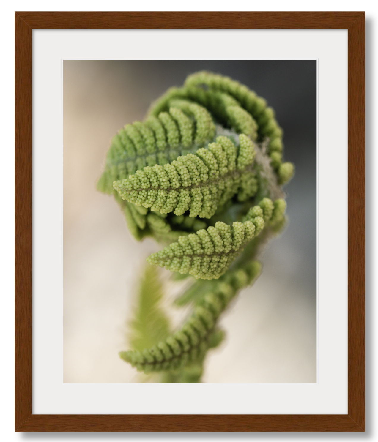 Budding Fern
