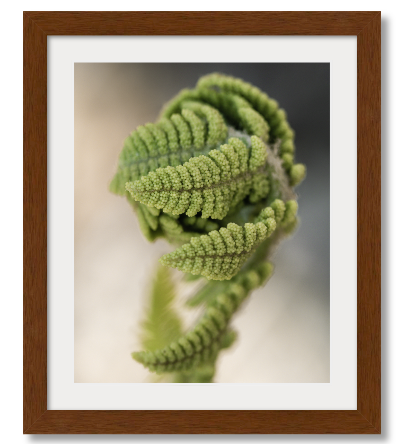 Budding Fern