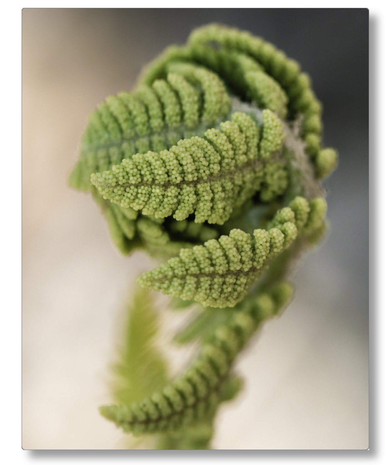 Budding Fern